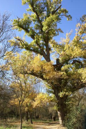 Imagen de Árbol en El Sotillo
