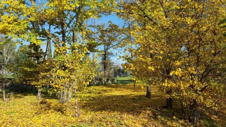 Imagen de El Forestal