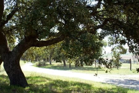 Imagen de El Monreal (paseo)