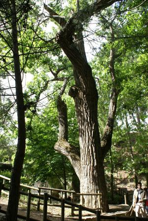 Imagen de El Paredón (El Forestal)