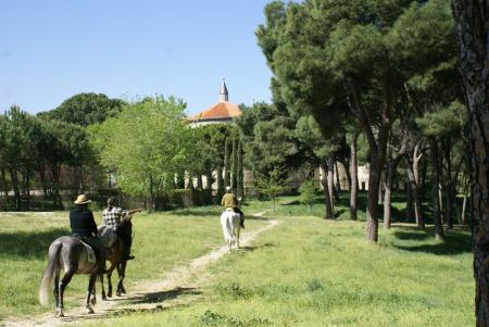 Imagen de Pinar de Prado Redondo 2