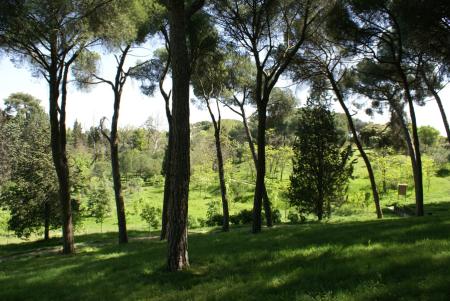 Imagen de Pinar de Prado Redondo