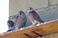 Imagen La cría del cernícalo