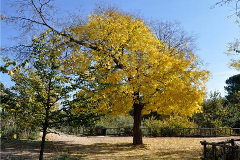 Rey Fernando VI, el Rey que murió de amor.