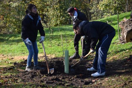  Imagen El Forestal ya acoge en su suelo a 38 olmos que son fruto de un estudio cuyo objetivo es que sean resistentes a la grafiosis