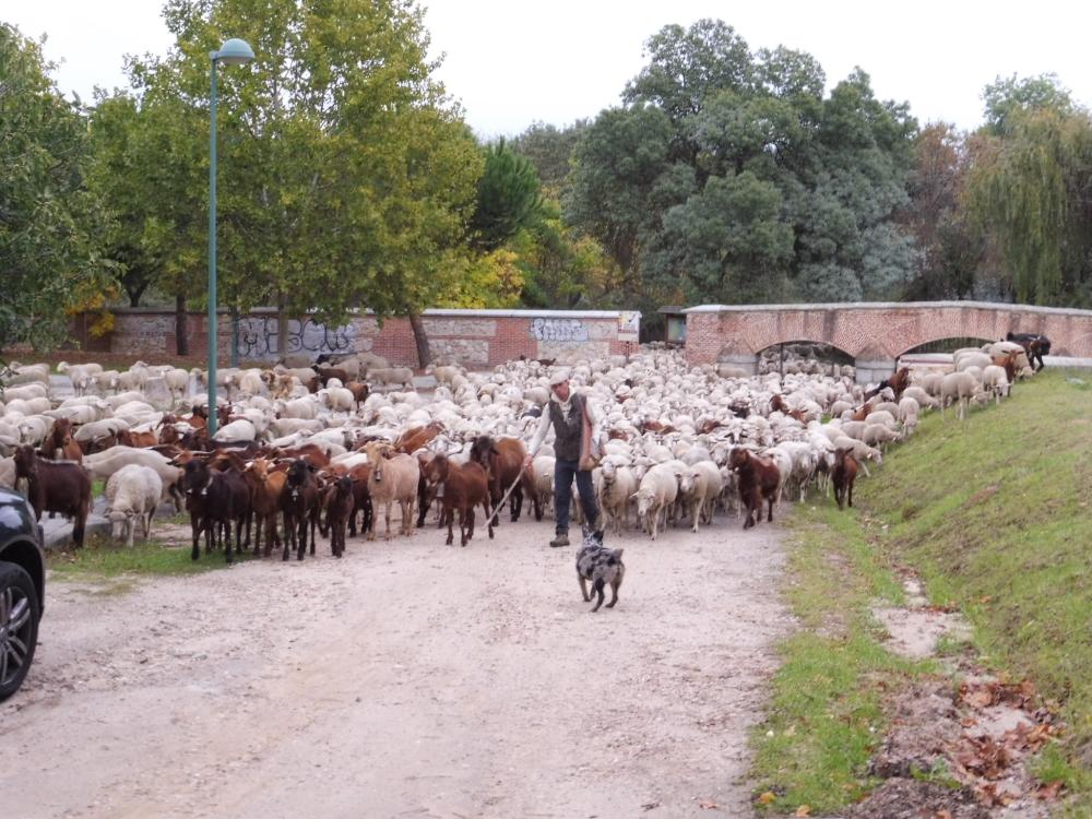  Imagen Mañana 1800 ovejas merinas pasarán por el centro de Villaviciosa en la Fiesta de la Trashumancia