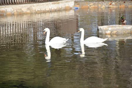 Abierto estanque del parque de El Castillo 3