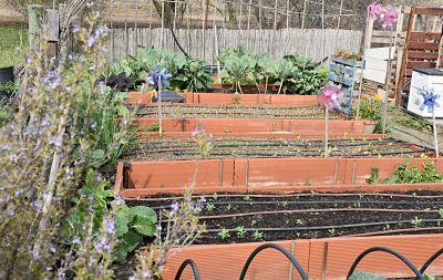  Imagen El Ayuntamiento abre el periodo de solicitud para la explotación de los huertos urbanos