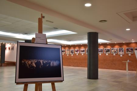 exposición taurina 3