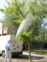  Imagen Del 19 al 28 de julio se procederá a fumigar los tilos y prunos de diversas zonas del municipio