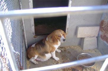  Imagen El Ayuntamiento de Villaviciosa de Odón y la Comunidad de Madrid rescatan 129 perros de un criadero ilegal