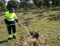  Imagen Plantados 600 nuevos alcornoques en el Monreal