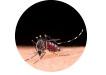 Imagen Icono mosquito