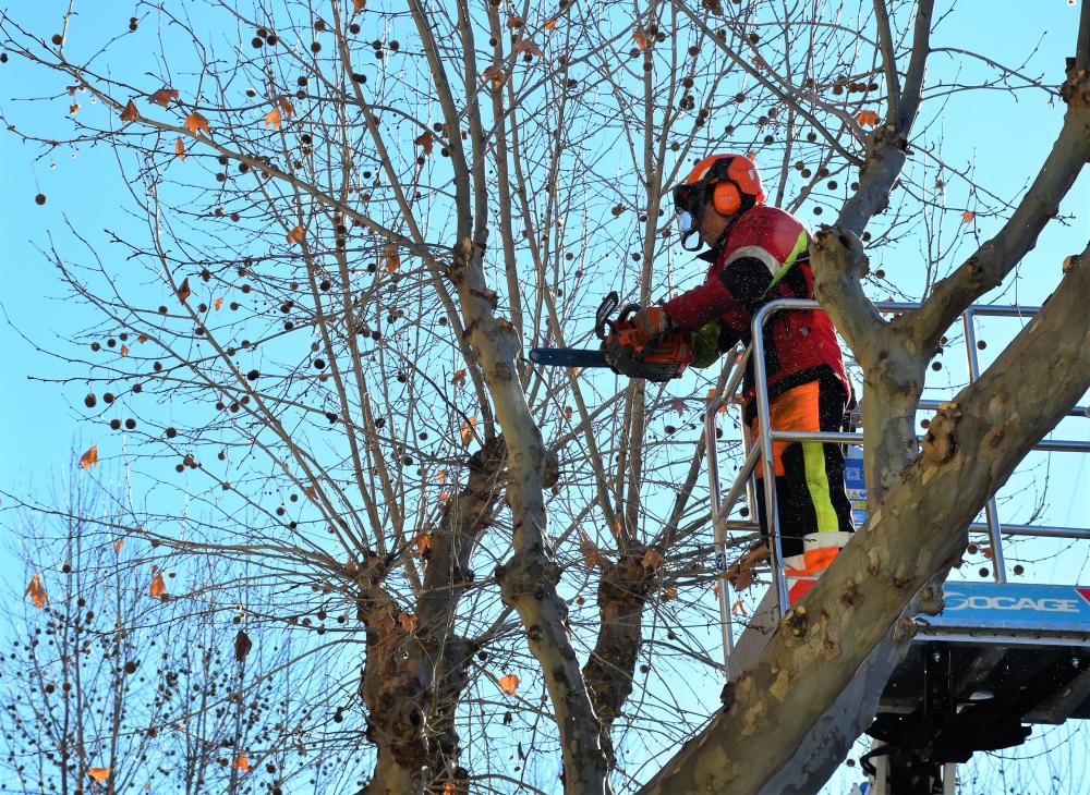  Imagen Finaliza la temporada de poda municipal con la actuación en 1149 árboles del municipio