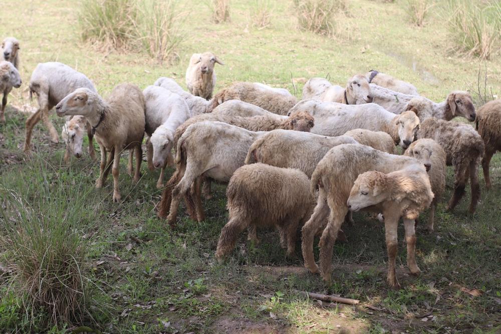  Imagen Cincuenta “ovejas bombero” pastarán en el monte de El Monreal para reducir la masa forestal y así minimizar el riesgo de incendios