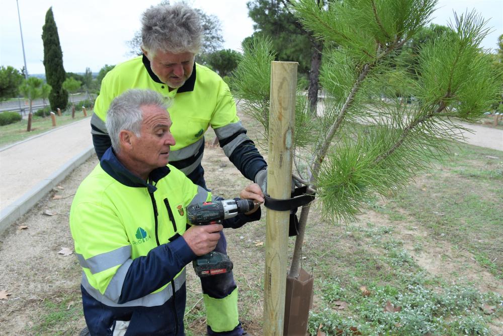  Imagen El Ayuntamiento instala cuatrocientos tutores en los árboles de las nuevas plantaciones