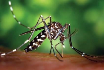 El Ayuntamiento informa a los vecinos de las medidas de prevención a adoptar para evitar la expansión del Mosquito Tigre