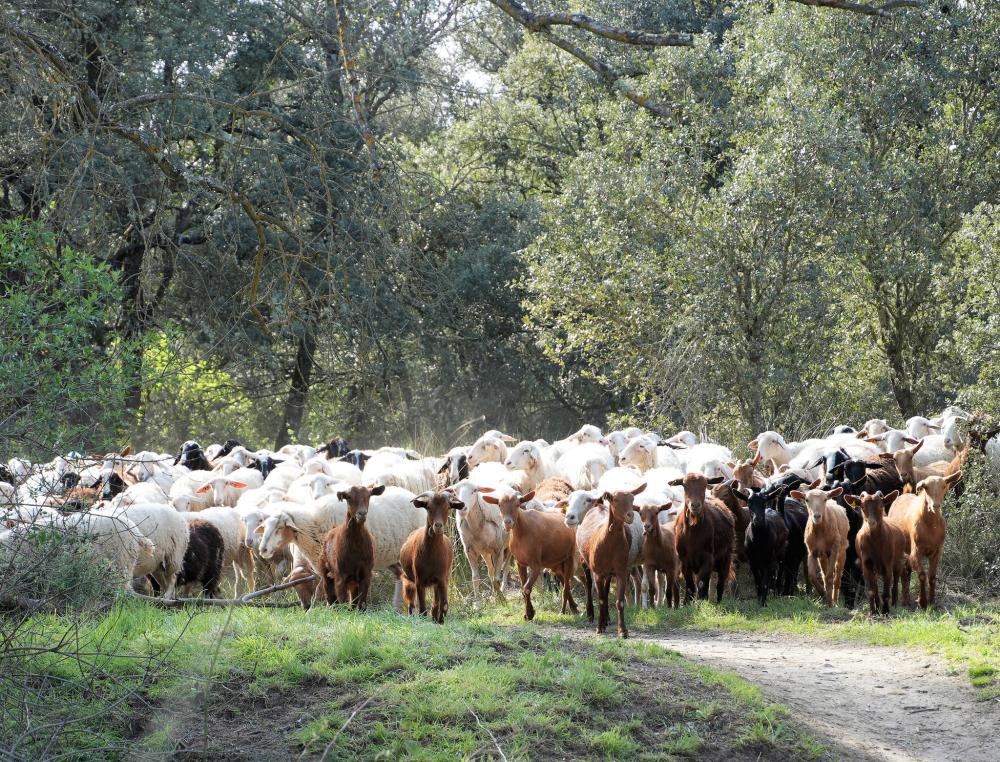 "Ovejas bombero" realizan desde ayer labores de desbroce en parcelas de titularidad municipal de la urbanización El Bosque