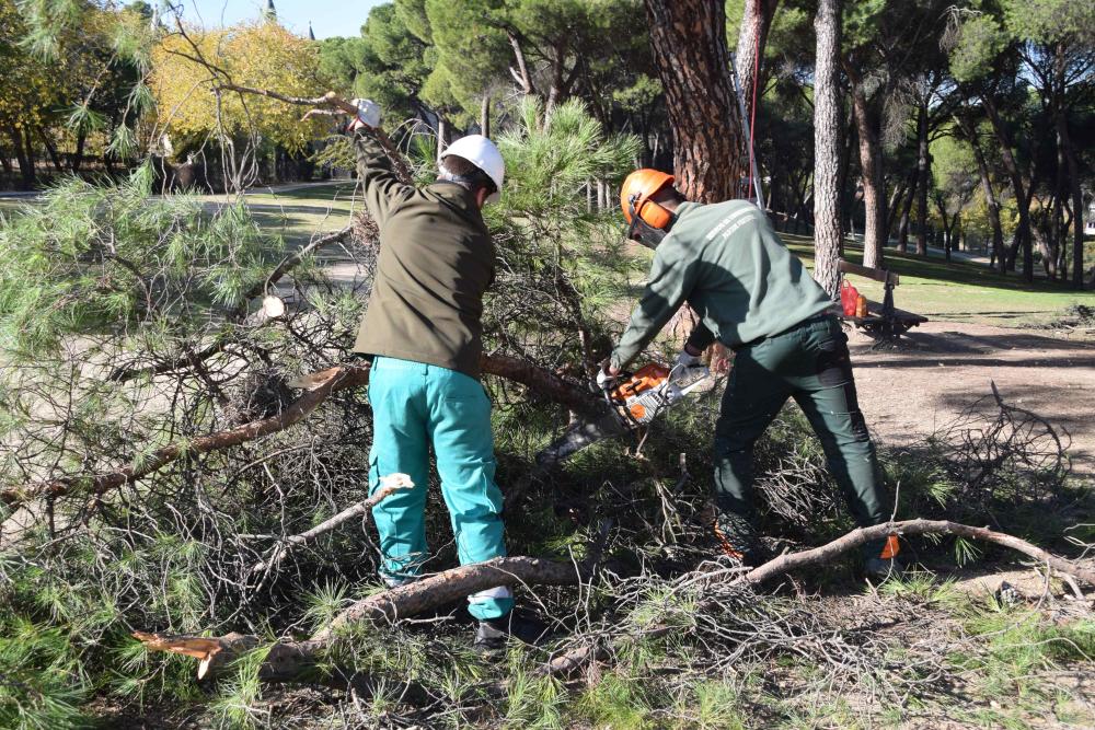  Imagen Poda de de saneamiento en el Pinar de Prado Redondo