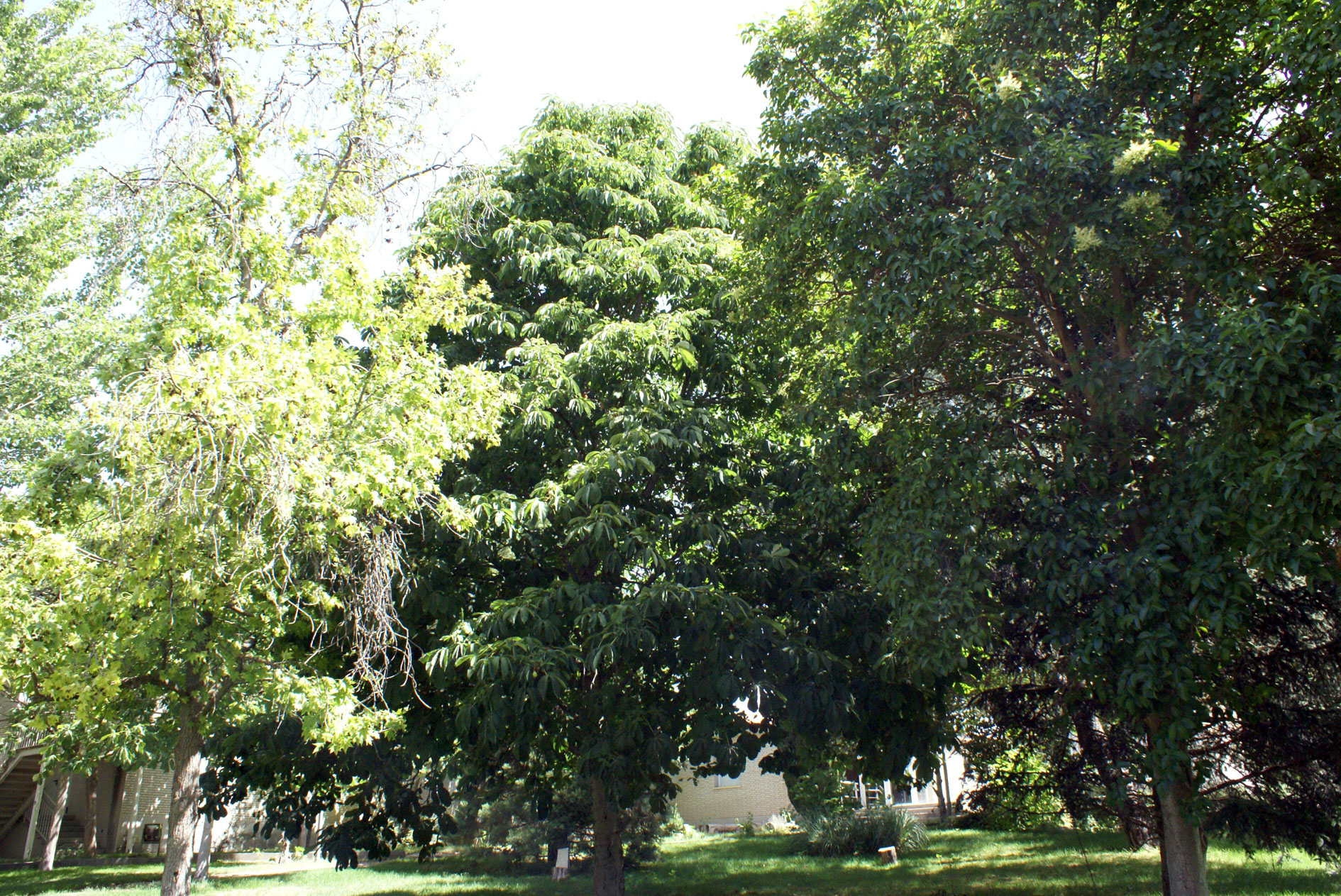 hemeroteca