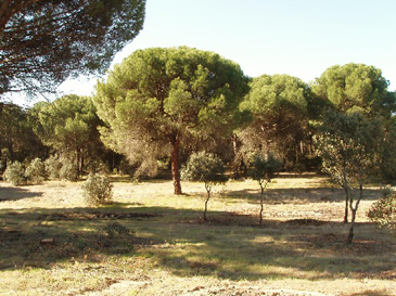 hemeroteca