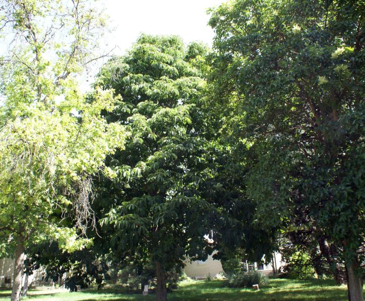 hemeroteca